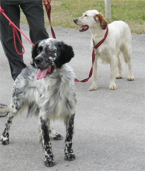 forum chien rencontre